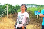 柑橘種植管理技術(shù)百度_種植的柑橘二年幼樹