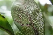 柑橘種植5月管理技術(shù)要點(diǎn)_對(duì)土壤有哪些要求