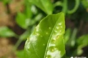 春夏柑橘種植技術(shù)_蜜桔的栽培管理