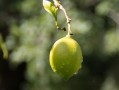 華美七號(hào)柑橘含糖多少克（華美7號(hào)柑橘苗木）