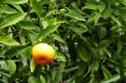 柑橘高嫁接后期管理技術(shù)_柑橘樹剛嫁接好可以施肥嗎 柑橘高嫁接后期管理技術(shù)_柑橘樹剛嫁接好可以施肥嗎