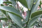 柑橘種植花期管理技術(shù)要點(diǎn)_柑橘幾月開(kāi)花 柑橘種植花期管理技術(shù)要點(diǎn)_柑橘幾月開(kāi)花