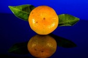 蜜桔和桔子營養(yǎng)一樣嗎對嗎（蜜橘好吃還是橘子好吃）