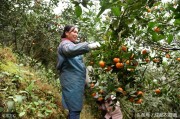 柑橘紅蜘蛛種植技術(shù)_柑橘樹什么時(shí)候打藥