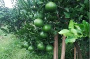 柑橘九月底有什么病蟲害_一不小心就會(huì)產(chǎn)生藥害