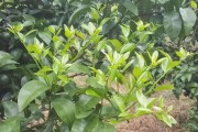 柑橘苗病蟲害防治技術(shù)_阿司匹林可以用在柑橘上嗎