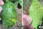 6月柑橘病蟲害防治視頻_柑橘2毛5都賣不出去而傾倒在國道盤在桂林