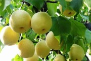 四川眉山晚熟柑橘種植技術(shù)_2020丹棱柑橘種植面積和產(chǎn)量