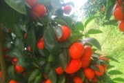 柑橘先進種植技術(shù)_愛媛38號柑橘種植技術(shù) 柑橘先進種植技術(shù)_愛媛38號柑橘種植技術(shù)
