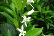 四月柑橘樹(shù)病蟲(chóng)害防治起碼_愛(ài)媛38柑橘4月怎么管理