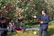 柑橘蓋地膜種植技術_柑橘苗碎葉病是怎么回事