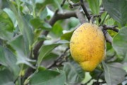 柑桔果樹定植后怎么管理（柑橘幼樹定干）