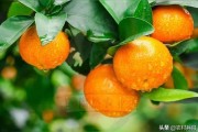 規(guī)模種植柑橘技術要求是什么_柑子管理技術