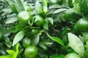 柑橘病蟲(chóng)害防治寶典最新版_柑橘上有白灰是什么病害