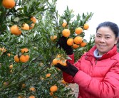 柑橘雜草種植技術(shù)視頻邊坡_能否分享一下能令人心曠神怡的壁紙和音樂(lè)