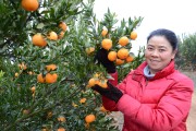 一棵柑橘種植技術視頻_柑橘樹有幾棵有潰瘍病