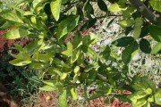 柑橘種子種植技術(shù)_桔子的種子是綠色的