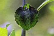 柑橘19種病蟲病害有哪些（柑橘19種病蟲病害有哪些特點(diǎn)）