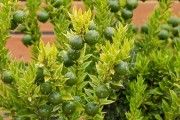 柑橘病蟲害防治管理月歷_烯酰嗎啉在柑橘上的應(yīng)用