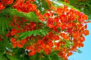 沙糖桔幾月份開花結(jié)果（沙糖桔什么時間開花結(jié)果）