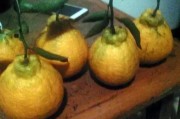 柑橘種植技術(shù)與采收_怎樣注冊(cè)柑橘種植基地
