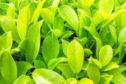 大雅柑橘樹抗寒多少度？耐寒溫度范圍與冬季防護技術(shù)詳解