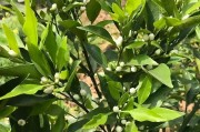 幼樹(shù)柑橘種植管理技術(shù)_怎樣修剪虛旺的柑橘樹(shù)
