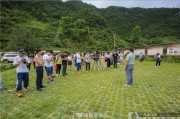 柑橘剪枝技術(shù)臍橙種植技術(shù)_柑橘鐘式修剪與一桿三枝