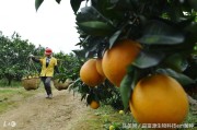 生物柑橘種植技術_柑橘周年病害的防治技巧有哪些
