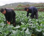 柑橘樹下種植食用菌技術(shù)_柑橘果樹下可栽培菌菇嗎