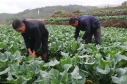 柑橘樹下種植食用菌技術(shù)_柑橘果樹下可栽培菌菇嗎 柑橘樹下種植食用菌技術(shù)_柑橘果樹下可栽培菌菇嗎