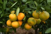 柑橘種植蓋膜除草技術(shù)_甲嘧磺隆除草劑能殺葛藤嗎