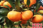 由良蜜橘與愛(ài)媛28(蜜橘和愛(ài)媛橙有什么區(qū)別)
