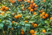 柑橘果樹的種植技術(shù)_柑橘樹潰瘍病怎么解決 柑橘果樹的種植技術(shù)_柑橘樹潰瘍病怎么解決