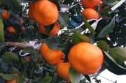 春見柑橘種植技術(shù)套裝_耙耙柑里面有白點是什么