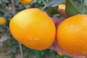 愛媛最新品種價格_愛媛果凍橙種植耐幾度低溫