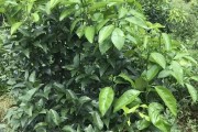 柑橘夏梢病蟲害治_沃柑如何抹夏梢