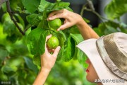 8月份柑橘病蟲害_柑桔樹主干流白色泡沫是蟲還是病