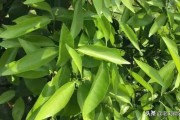 柑橘花蕾期怎樣防治病蟲(chóng)害_春雷霉素能在果樹(shù)花期用嗎