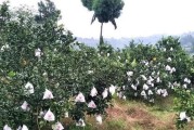 不知火柑橘種植管理技術_丑八怪柑桔介紹