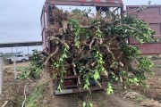 柑橘苗子的種植技術(shù)_柑橘苗移栽后多久生根 柑橘苗子的種植技術(shù)_柑橘苗移栽后多久生根