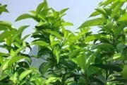 柑橘秋栽種植技術(shù)_柑橘樹什么時候深耕為好