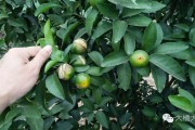 桂林柑橘常見病害(桂林柑橘常見病害圖片)