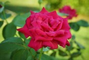 紅美人桔苗多少錢(qián)一株（紅美人桔子樹(shù)怎么種）
