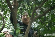 柑橘病蟲害防治圖譜大全_如何提前做好防治工作