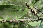 柑橘秋季管理病蟲害防治_柑橘嫁接苗的管理如何進(jìn)行