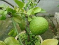 柑橘樹長青苔用什么藥清除好（柑橘樹長青苔用什么藥清除好呢）