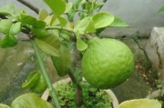柑橘樹長青苔用什么藥清除好（柑橘樹長青苔用什么藥清除好呢）