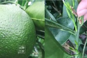 防蟲網(wǎng)種植柑橘技術(shù)_黃瓜葉子有白蟲不打農(nóng)藥用什么能消滅了