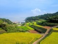 井研縣柑橘晚熟園區(qū)：產(chǎn)業(yè)升級助力鄉(xiāng)村振興新標桿